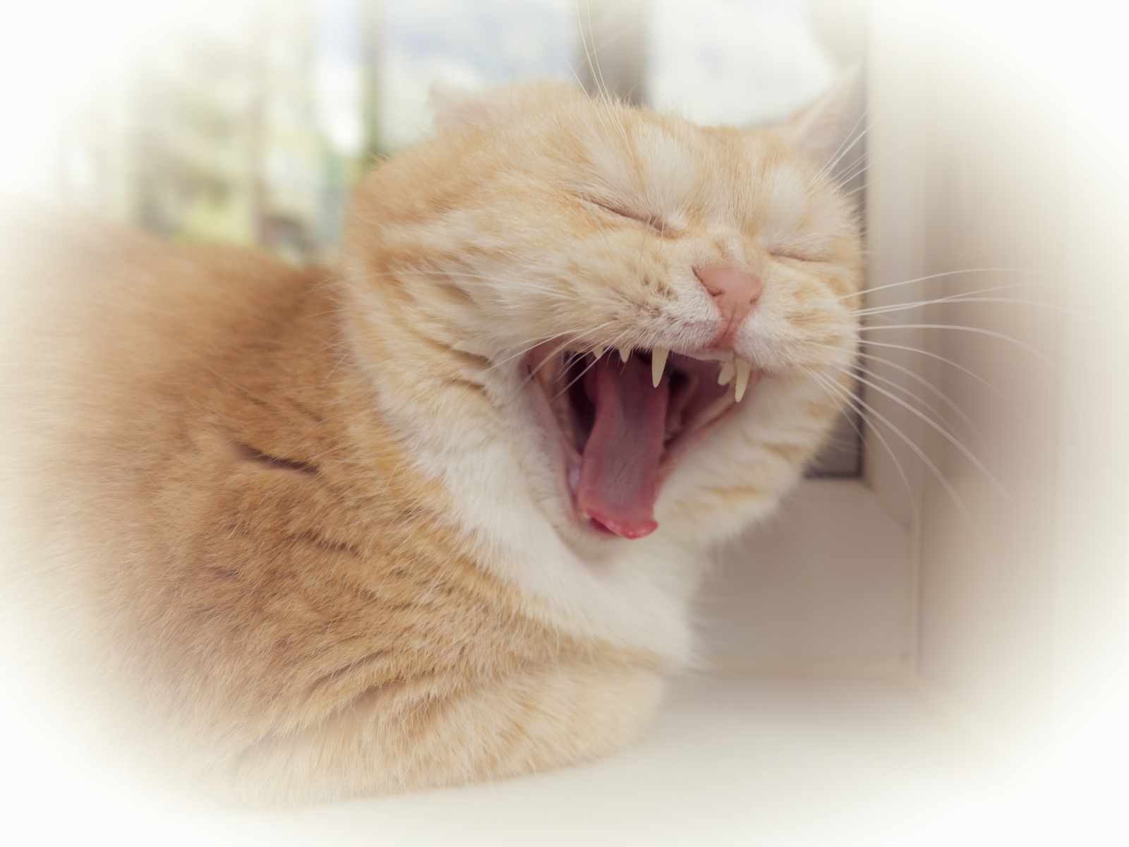 Cat Meows When I Go To Bed
