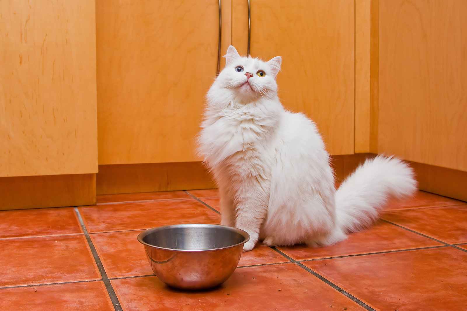 Cat Peeing In Food Bowl
