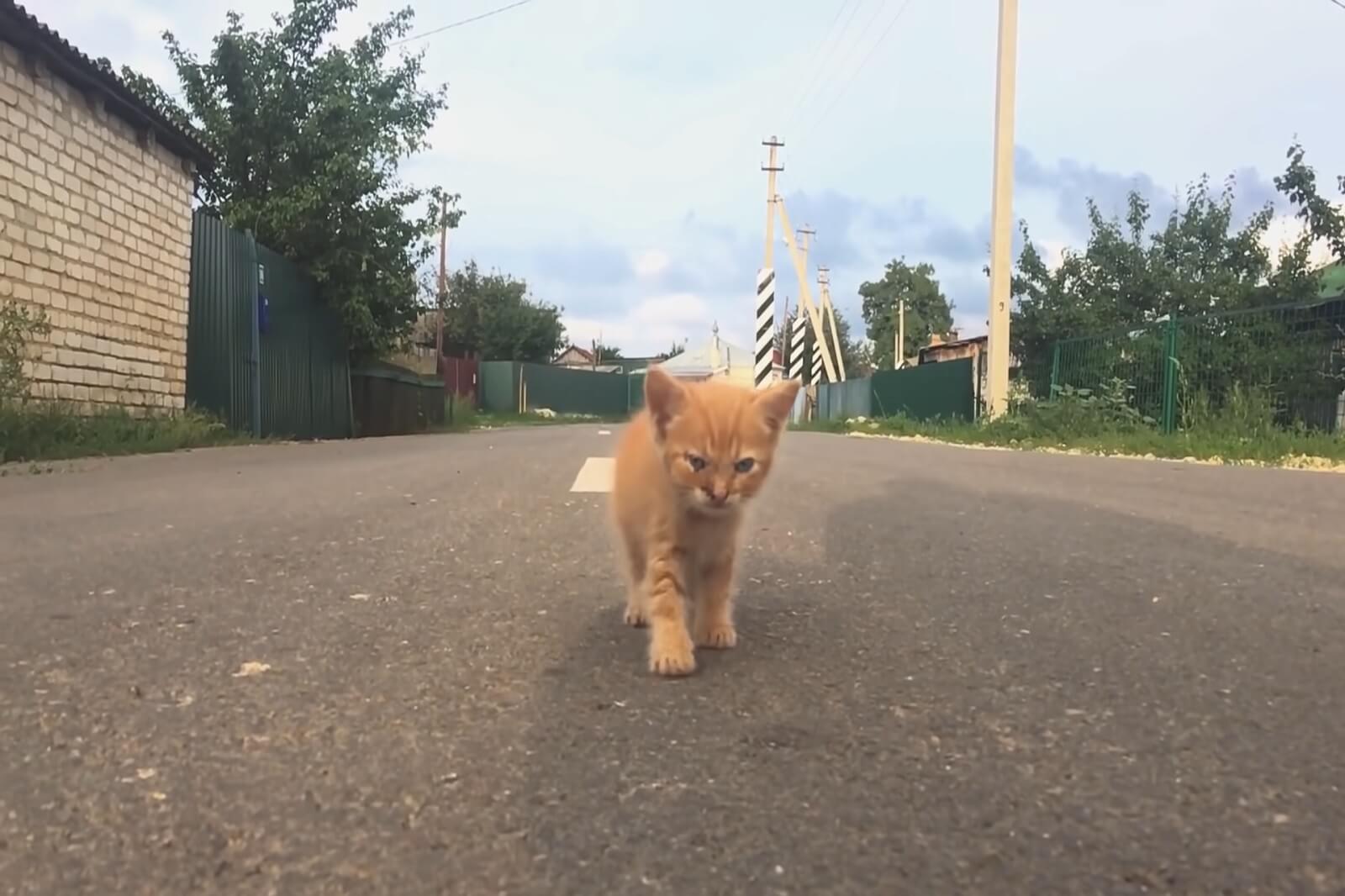 Kitten is walking on street.