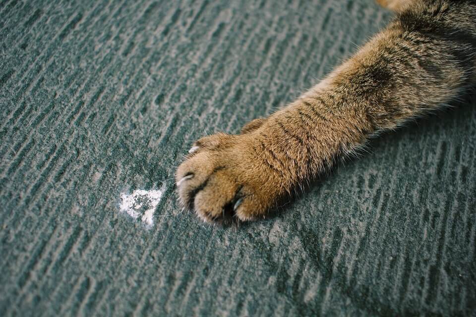 Close-up photo of cat paws.