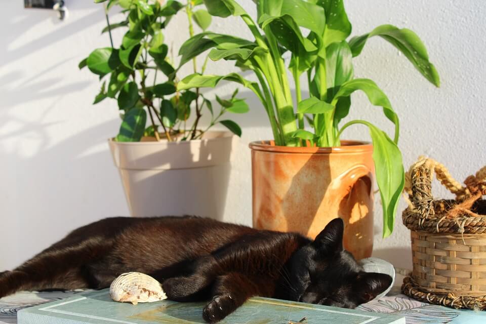 Black cat sleeping near plant pots