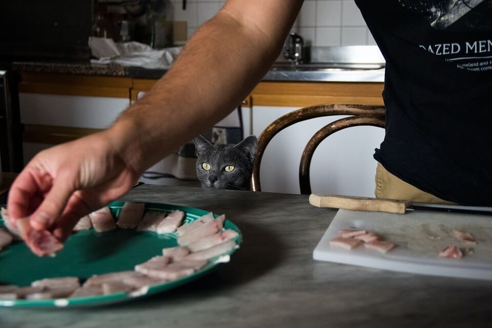 Owner preparing raw fish for his black cat