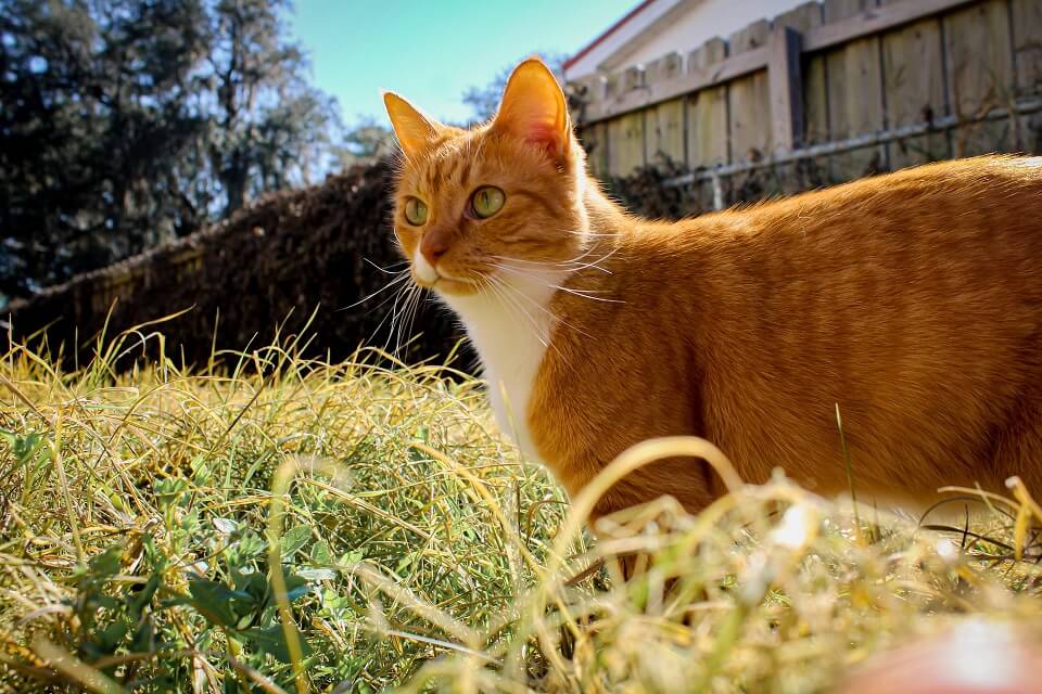Orange cat exploring backyard