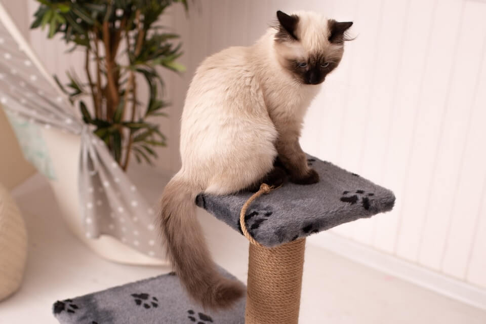 How to Train a Cat to Use a Scratching Post
