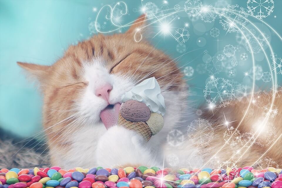 Cat licking strawberry ice cream.