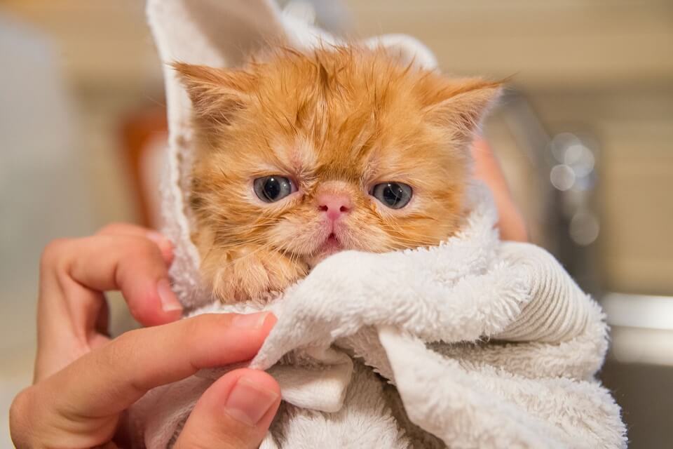 Owner drying kitten with towel after bathing.