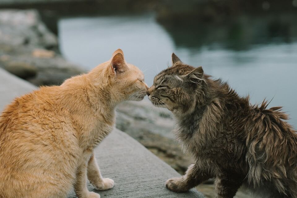 2 cats meeting outdoors