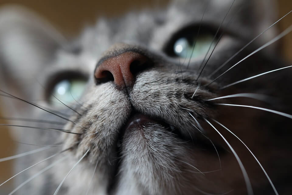 A close-up photo of cat face from below