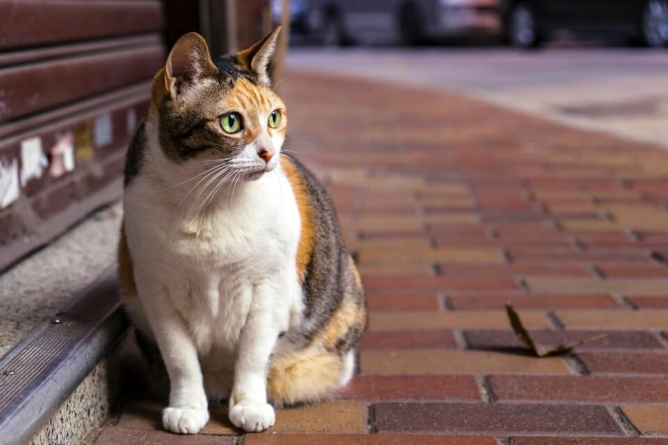 Cat on street