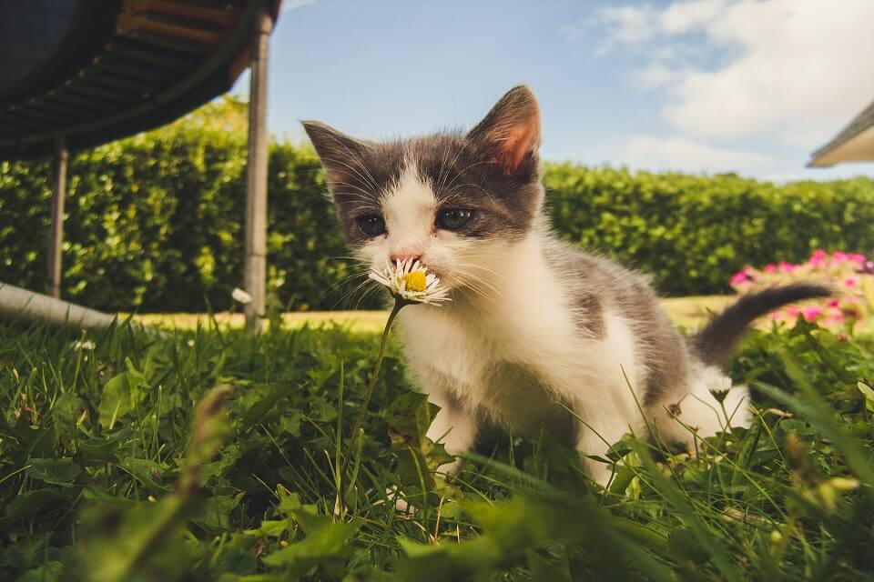 Kitten exploring environment in the backyard