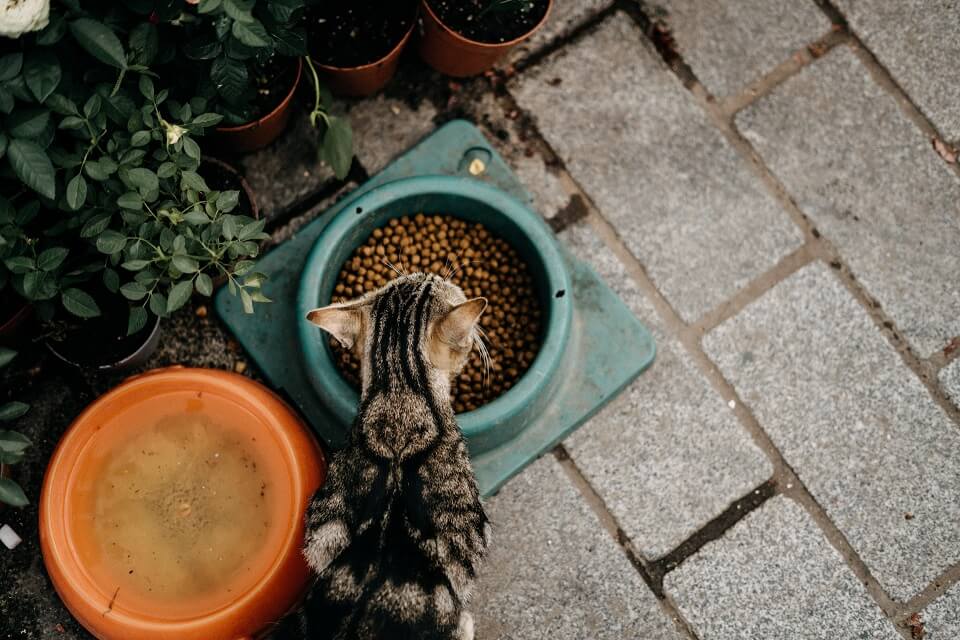 Cat eating dry food from bowl