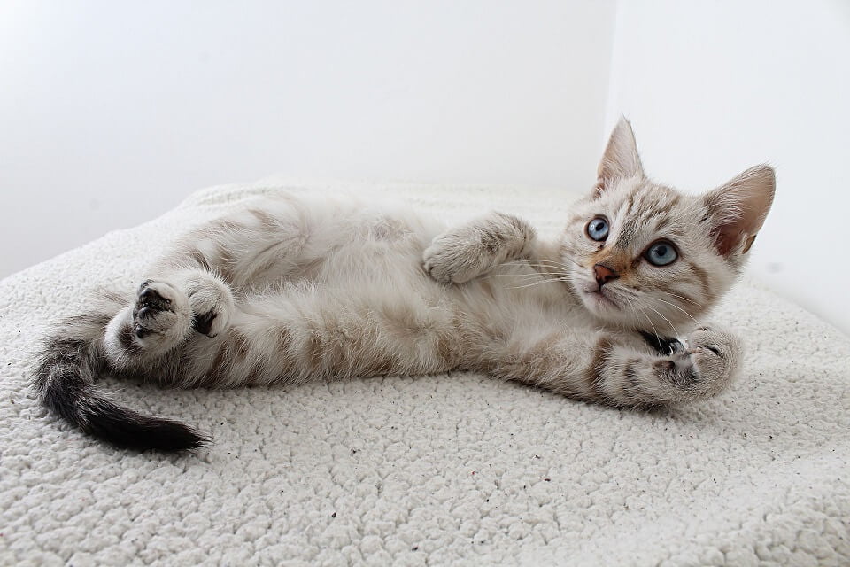 Kitten in relaxed state while lying down