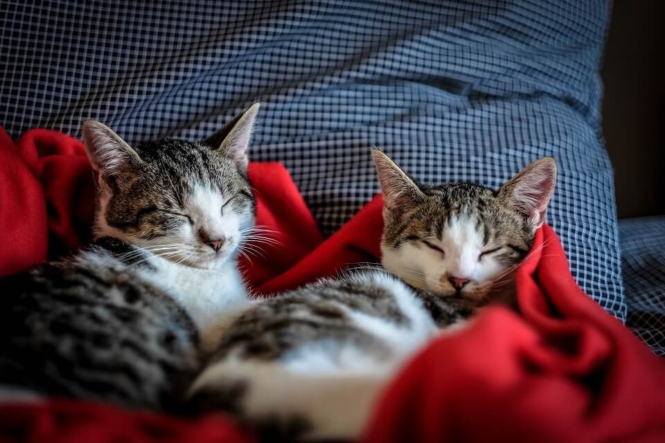 2 contented cats sleeping comfortably on red blanket