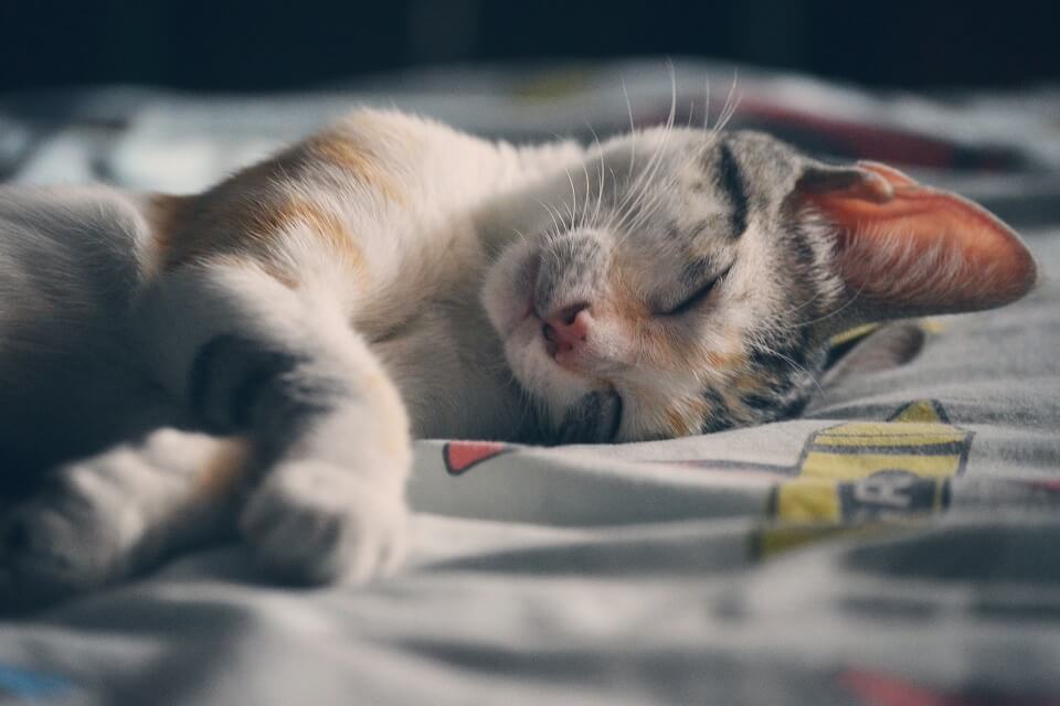 Kitten sleeping on bed