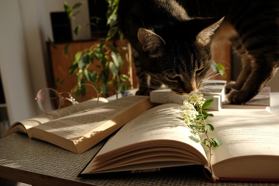 Cat sniffing flower on top of a book
