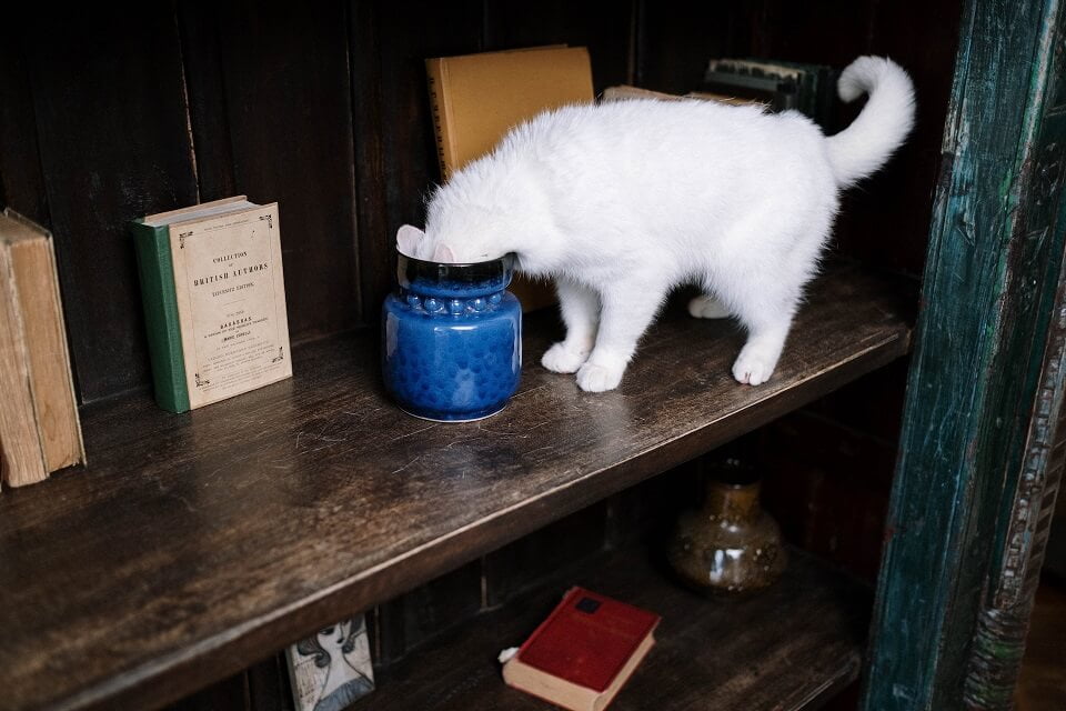 White cat exploring furniture and house items