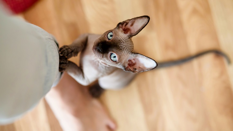 Sphynx kitten is standing on its hind legs and holding onto a woman‚Äôs
