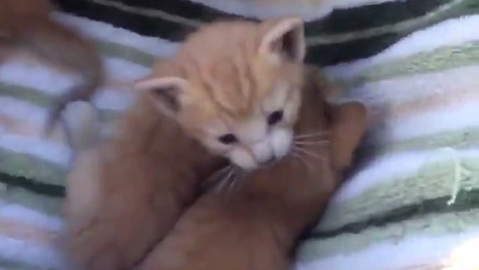 Guy Saves 3 Kittens Playing Pokemon Go – A Heartwarming Tale of Compassion