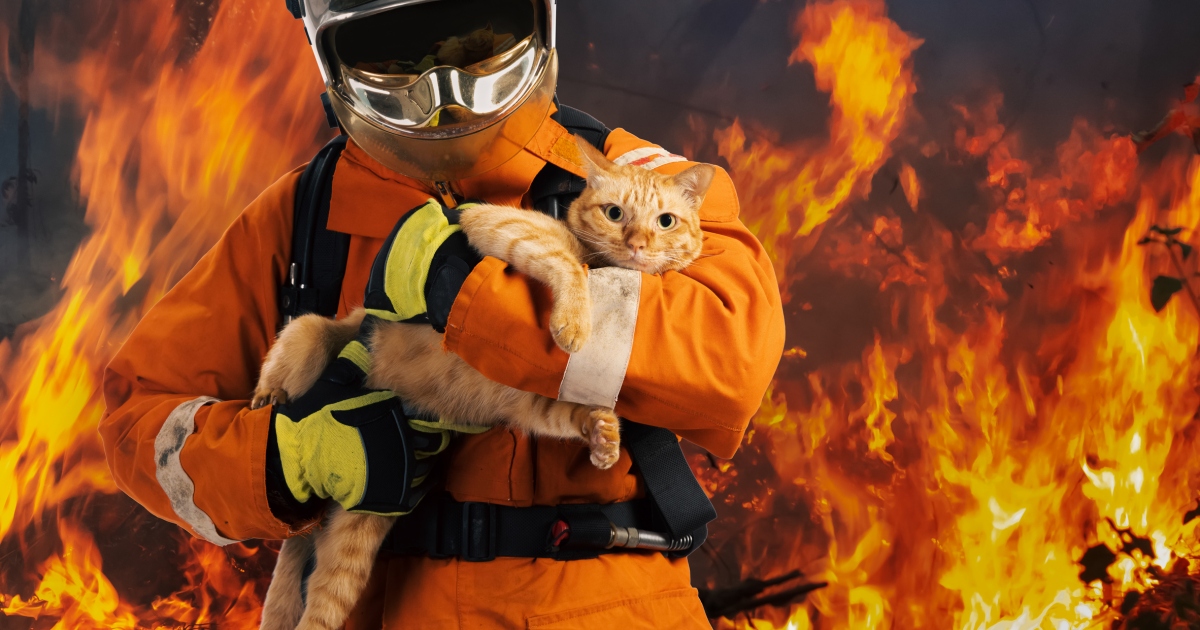 Protecting Cats from Wildfire Smoke