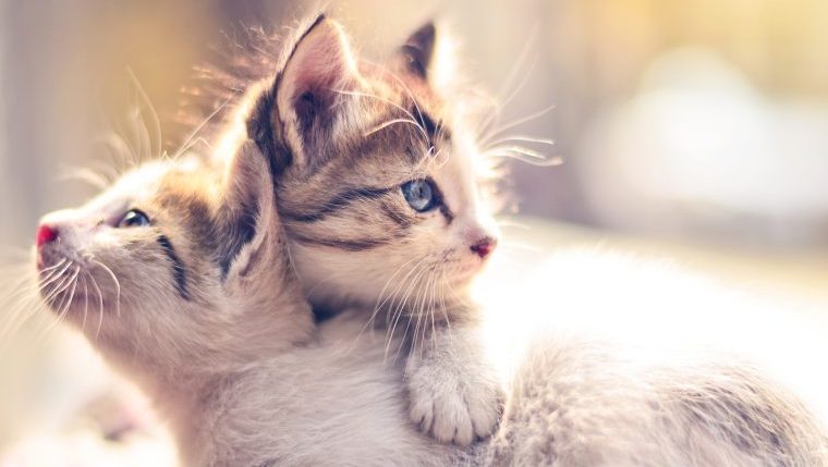 Why You Should Adopt a Bonded Pair of Kittens