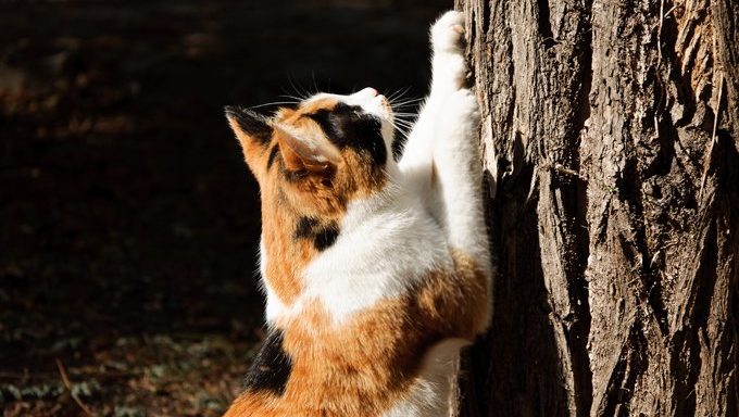 Cat-Scratching-tree