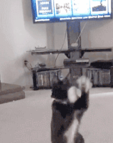 cat-playing-with-bubbles-gif